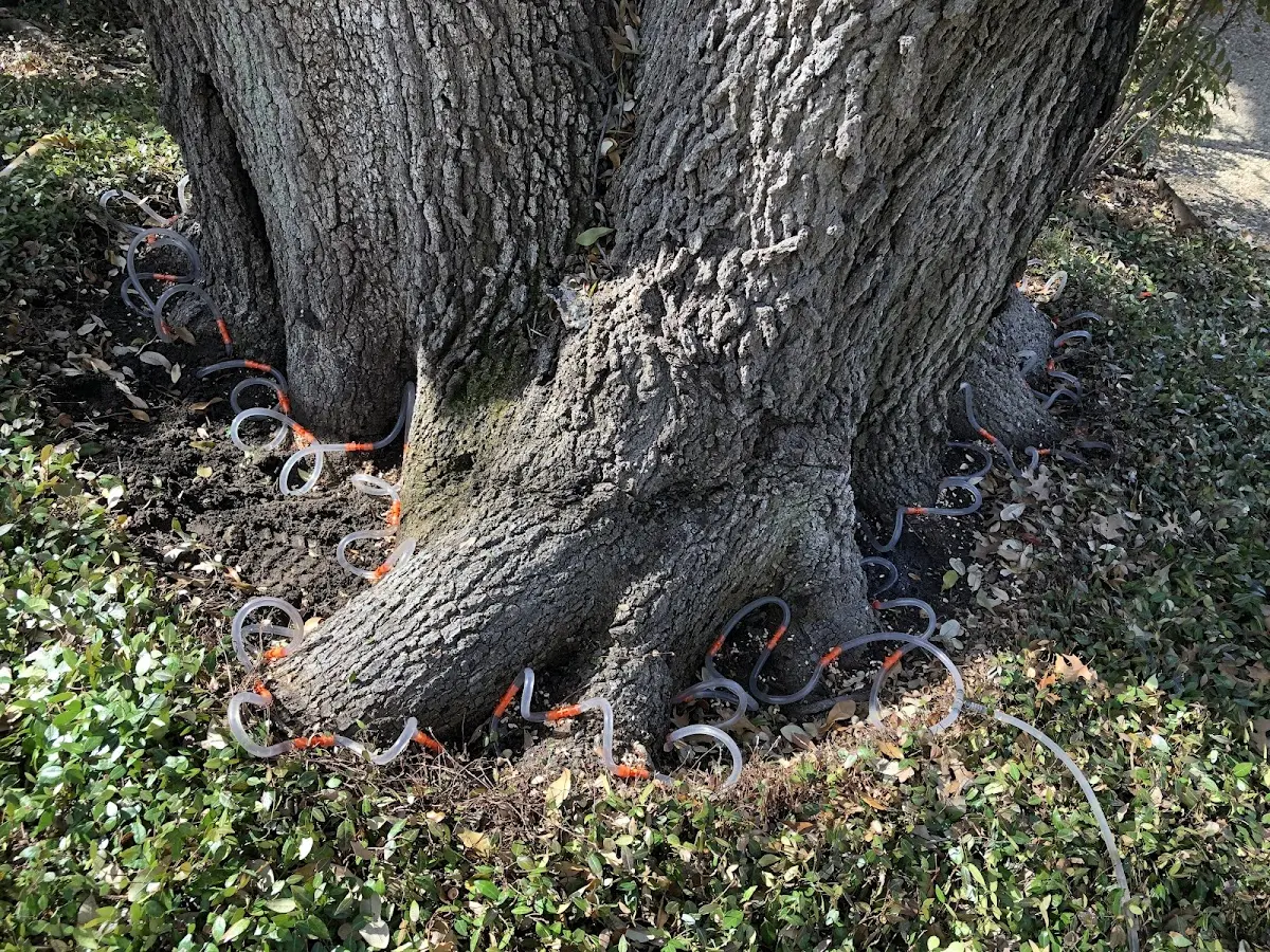 Detailed Tree Cabling and Bracing job site in Rose Creek