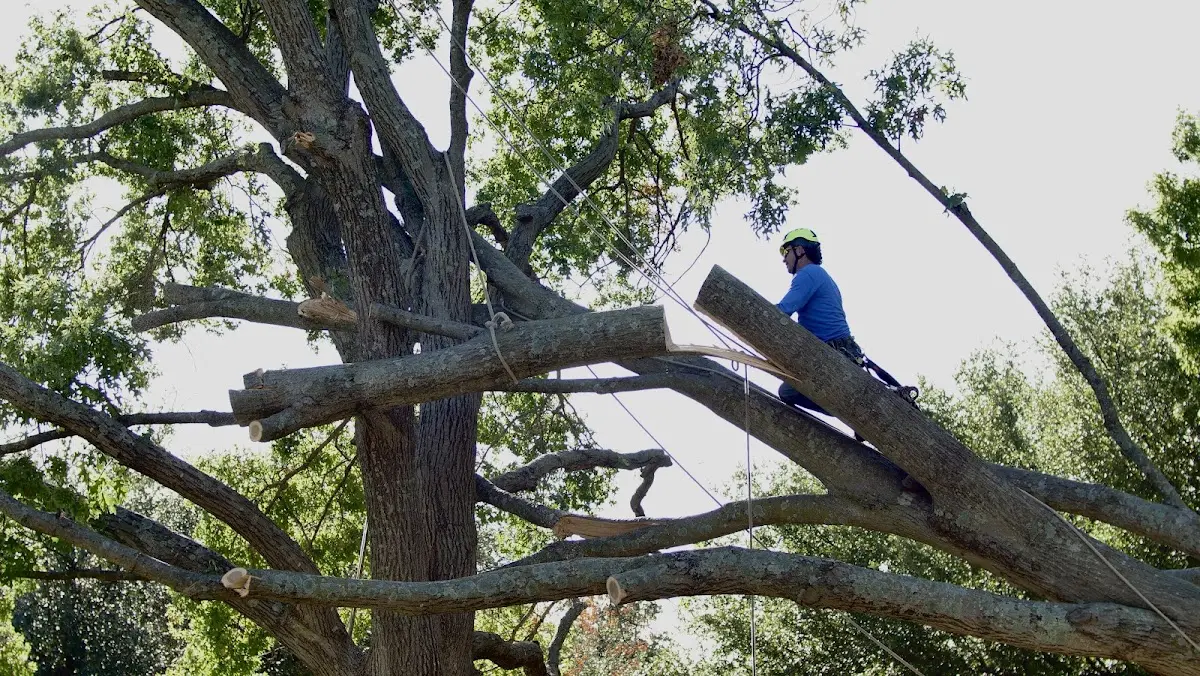Professional Crown Thinning performed by certified arborists in Rose Creek