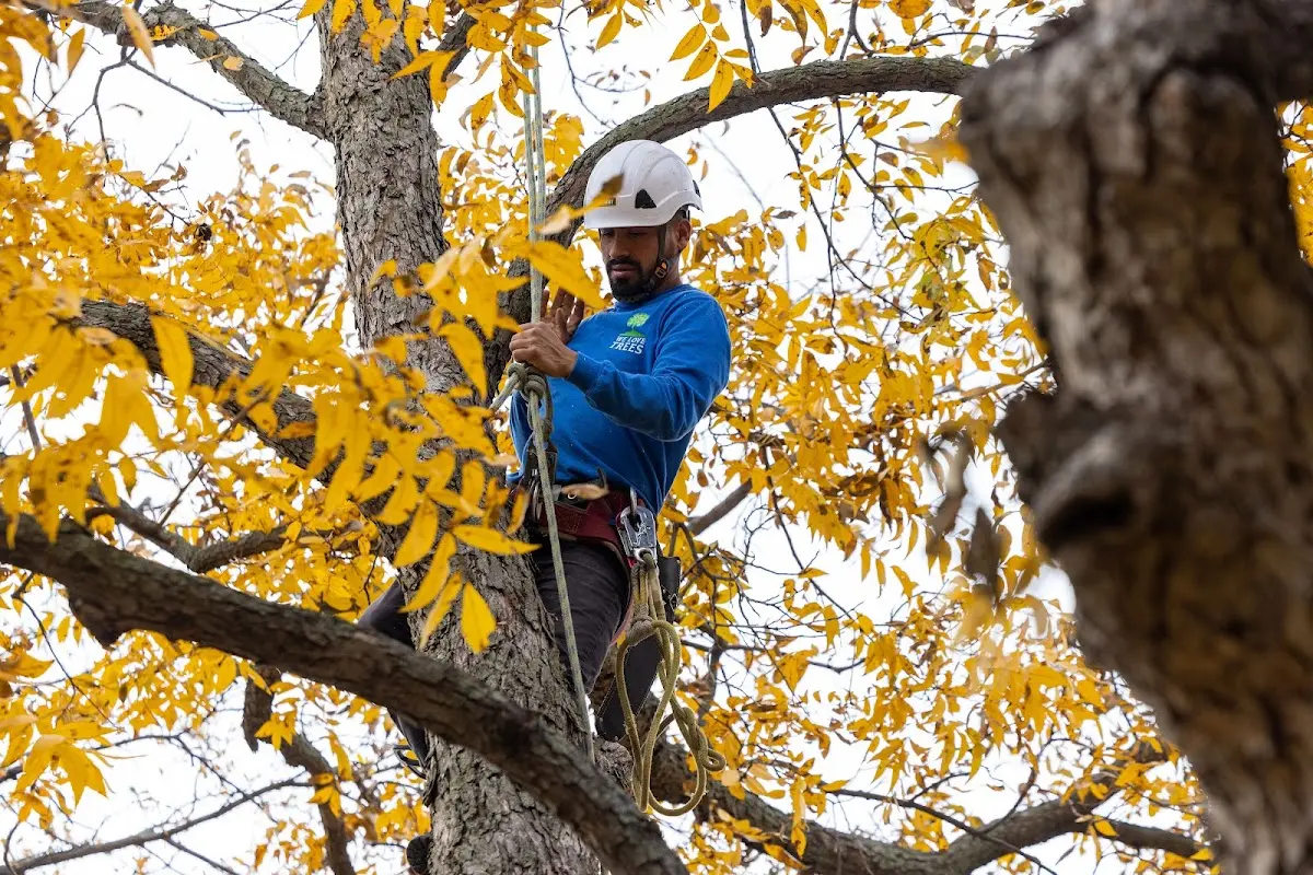 Skilled Storm Damage Cleanup crew working in Rose Creek
