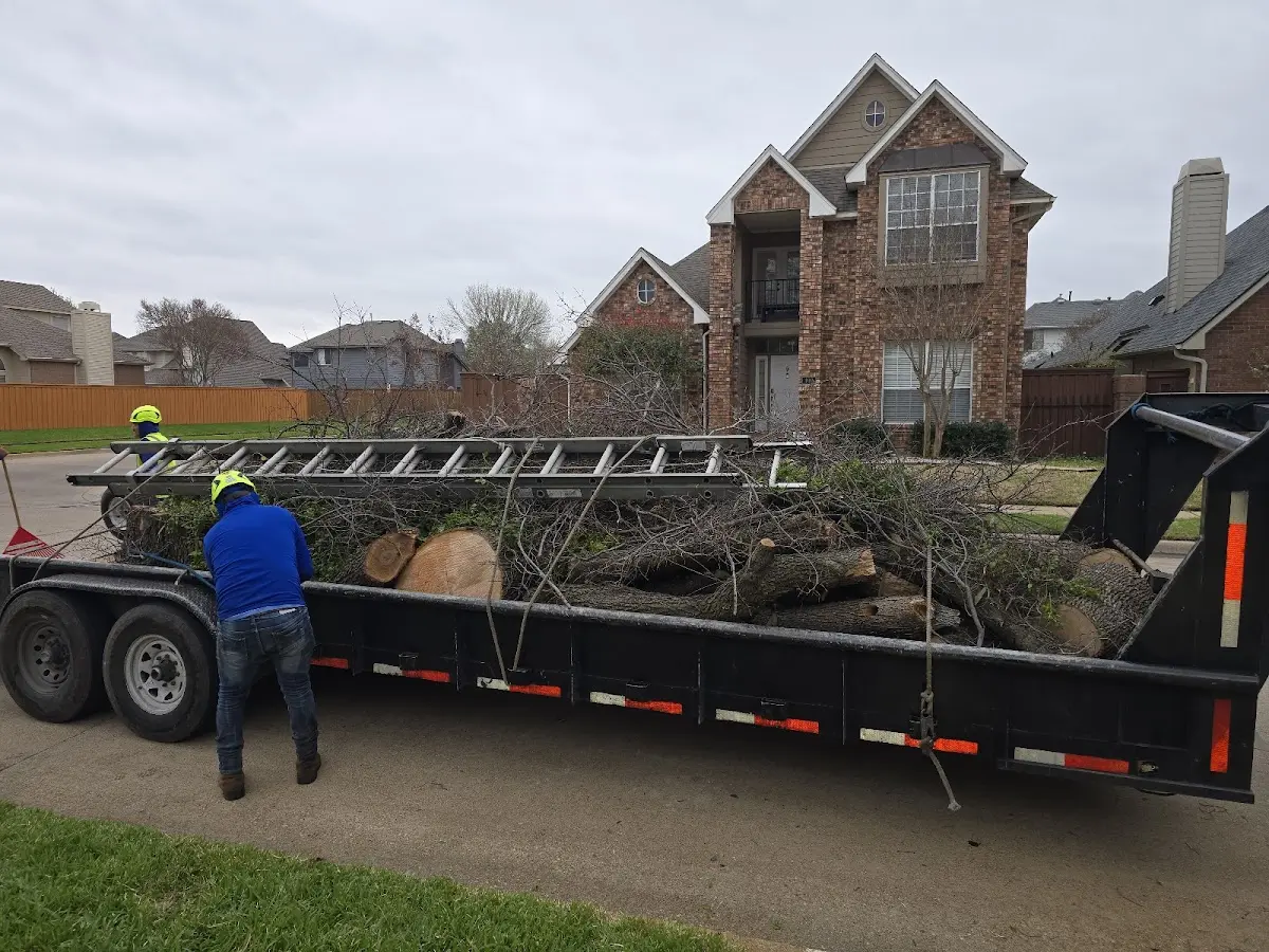 Expert Tree Pest Control with proper safety equipment in Rose Creek